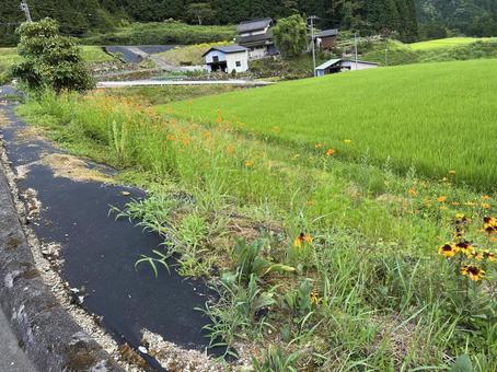 田舎の夏 田舎の夏の写真