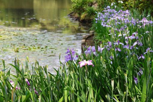 6月下旬の栗林公園の花菖蒲園 6月下旬の栗林公園の花菖蒲園 花菖蒲,花,植物の写真素材