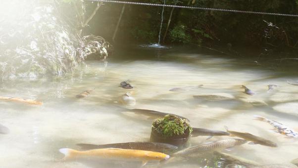 池の鯉 鯉,池,自然の写真素材