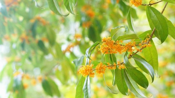 キンモクセイ-222 キンモクセイ,オレンジ色,山吹色の写真素材