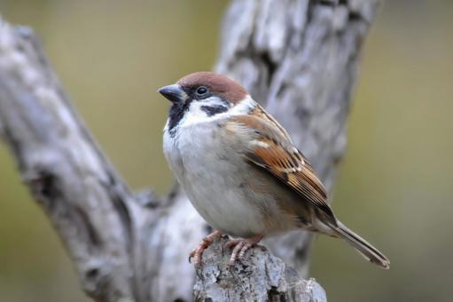 寒すずめ 寒すずめ 雀,スズメ,冬の写真素材