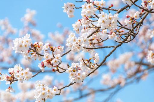 青空に映える満開の桜 9 桜,ソメイヨシノ,サクラの写真素材