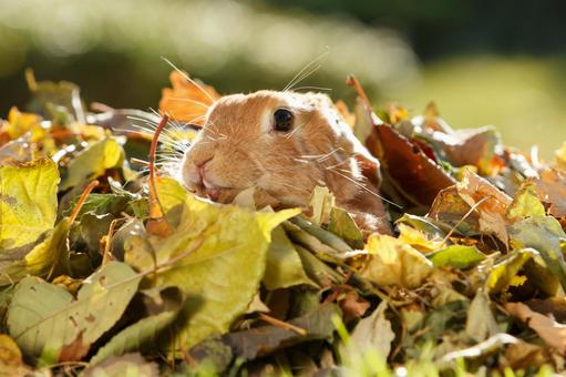 ペットのうさぎ ペットのうさぎ うさぎ,ペット,動物の写真素材