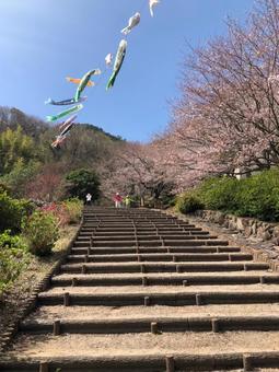 桜と鯉のぼり 桜と鯉のぼりの写真