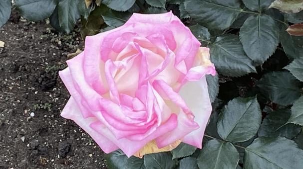 春のバラの花 ピンクで可愛い 春のバラの花 ピンクで可愛いの写真