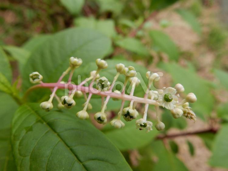 【植物写真】ヨウシュヤマゴボウ ヨウシュヤマゴボウ,洋種山牛蒡,植物の写真素材