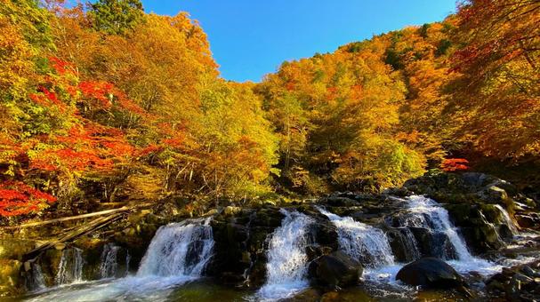 紅葉のせせらぎ街道 平滝:2 紅葉のせせらぎ街道 平滝:2 紅葉,せせらぎ街道,秋の写真素材