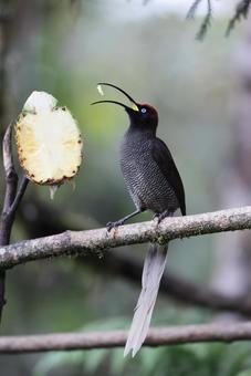 チャイロカマハシフウチョウの写真