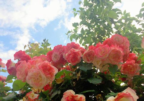 バラ バラ,薔薇,ローズの写真素材