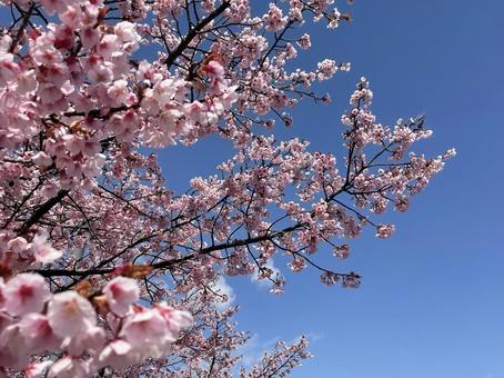 桜 桜の写真