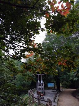 少し紅葉の写真