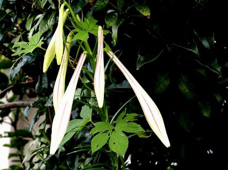 ササユリが可憐に咲く季節 ササユリが可憐に咲く季節 ササユリ,百合,花の写真素材