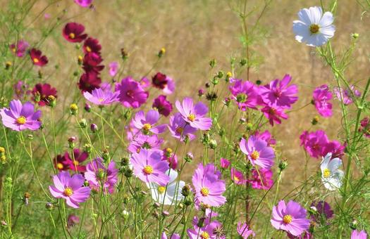 華やかなピンク系コスモスの花 華やかなピンク系コスモスの花の写真
