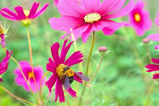 コスモスの花の蜜を集めるクマバチ クマバチ,クマンバチ,熊蜂の写真素材