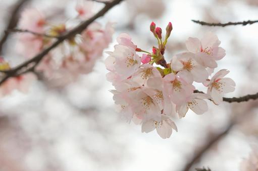 桜の写真