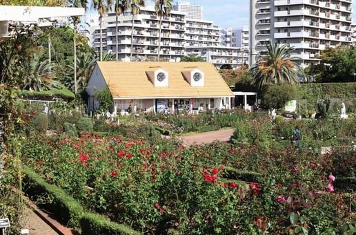 谷津バラ園（習志野市） バラ,公園,秋の写真素材