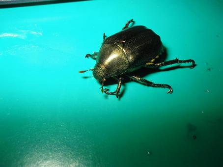 ドウガネブイブイ 昆虫,コガネムシ,ドウガネブイブイの写真素材