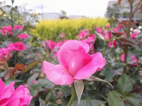 5月のバラ 5月のバラの写真