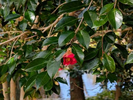 美しい赤色の椿の花と水面 椿,赤色,ピンクの写真素材