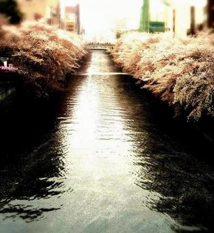 目黒川の桜 目黒川の桜の写真