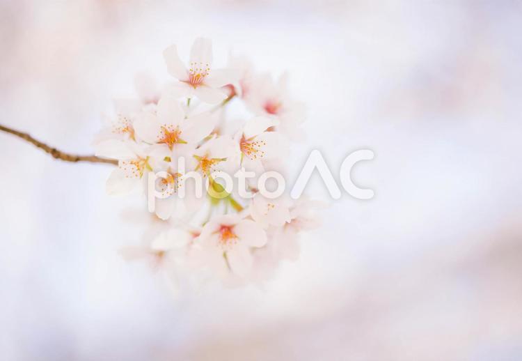風にゆれる桜の花 桜,サクラ,さくらの写真素材