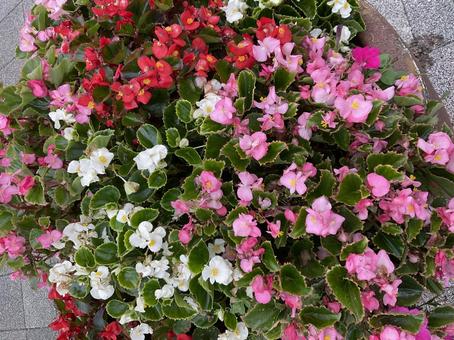 寄せ植えのベゴニア02 寄せ植えのベゴニア02の写真