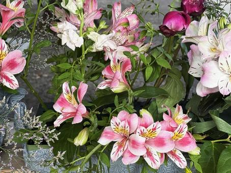 ピンクの花 ピンクの花,花,ピンクの写真素材