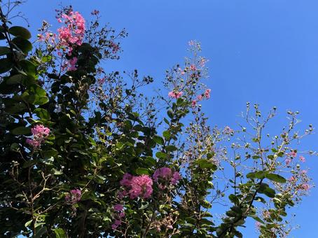 神田川10月:サルスベリの花 2025 神田川10月:サルスベリの花 2025 緑樹,花,サルスベリの写真素材