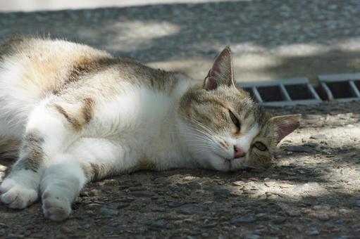 ねこ 箱座り,飼い猫,家猫の写真素材