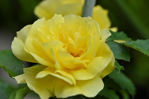 薔薇 薔薇,黄色,綺麗な花の写真素材