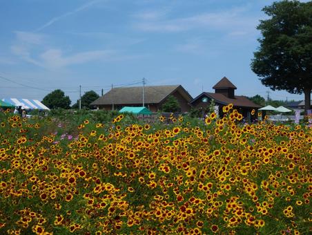 Coreopsis, JPG