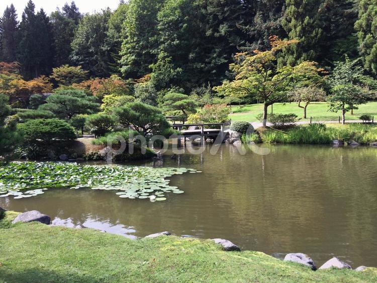 アメリカ　カリフォルニア　シアトルズ　日本庭園 アメリカ,カリフォルニア,庭園の写真素材