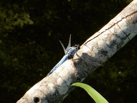 Photo, coconut shell, large salted dragonfly, dragonfly, 