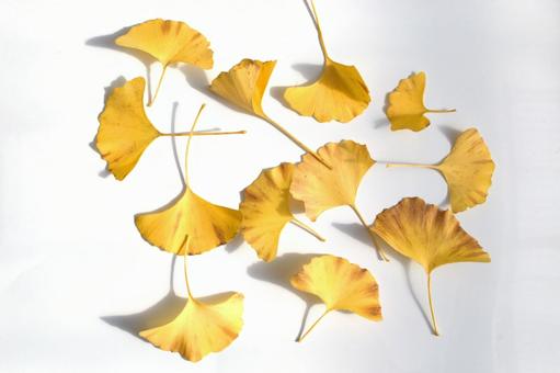 黄色いイチョウの葉 葉,イチョウ,銀杏の写真素材