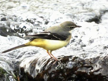 川面に立つキセキレイの写真