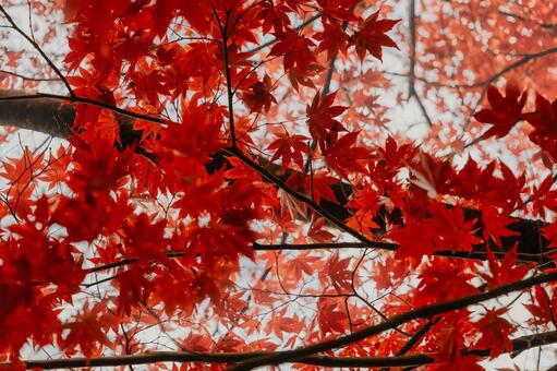 空を埋め尽くす真っ赤な紅葉と黒い枝 紅葉,もみじ,モミジの写真素材