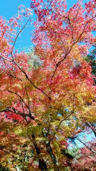 京都の紅葉 1 京都の紅葉 1の写真