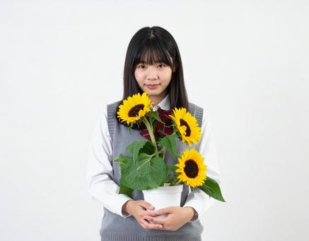 向日葵の鉢をもつ女子生徒 向日葵の鉢をもつ女子生徒の写真