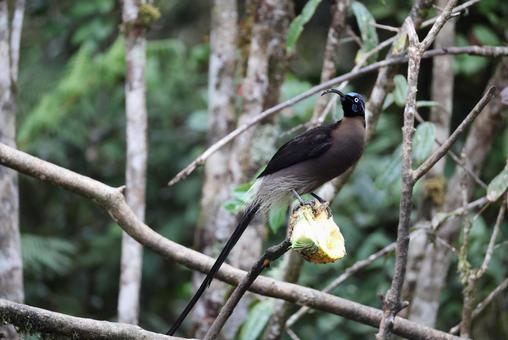 チャイロカマハシフウチョウの写真