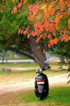 柔らかい秋色と、ひと休みするスクーター 秋のイメージ,秋,紅葉の写真素材