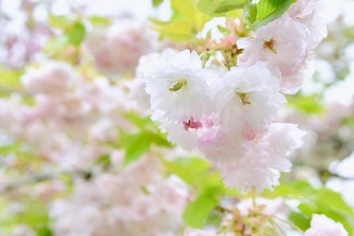 薄紅色の八重桜　松月 松月,桜,八重桜の写真素材