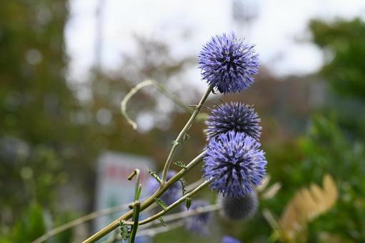 軽井沢町植物園で撮ったヒゴダイ 軽井沢町植物園で撮ったヒゴダイ フラワー,風景,自然の写真素材