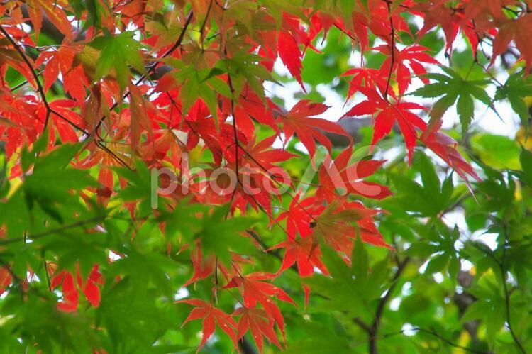北海道の美しい紅葉 きれい,もみじ,イエローの写真素材