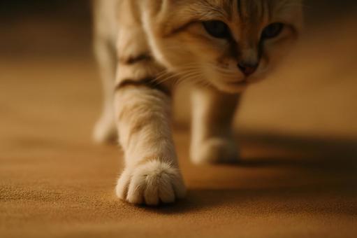 砂を踏むスナネコの足の写真