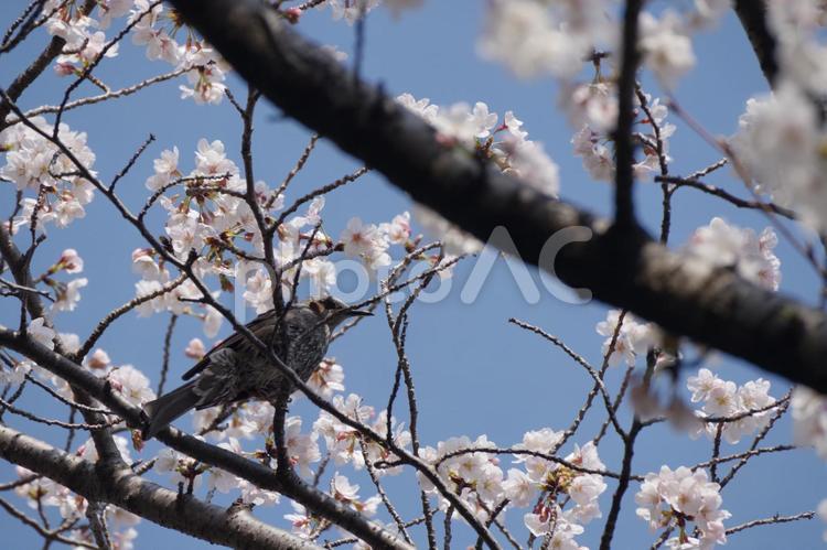 ヒヨドリと桜 桜,満開,ヒヨドリの写真素材