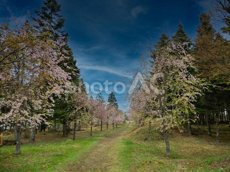 春の訪れを感じる桜並木の美しい風景 桜,春,青空の写真素材
