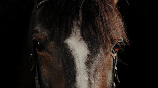 茶色い馬の印象的なアップ 茶色い馬の印象的なアップ 馬,馬の顔,アップの写真素材