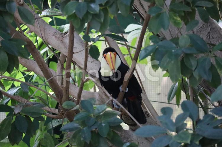 こちらを見るオニオオハシ オニオオハシ,オオハシ,鳥の写真素材