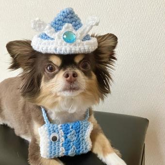こどもの日だワン こどもの日だワン チワワ,犬,かわいいの写真素材