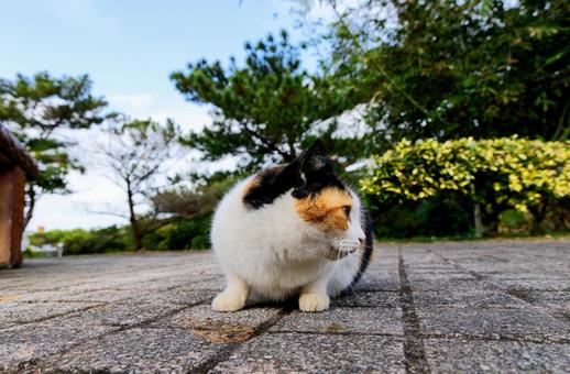 Stray cat, JPG